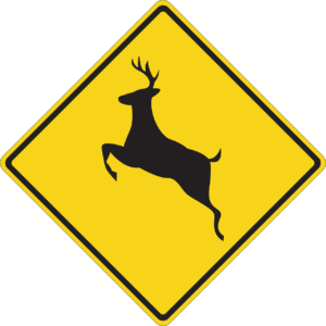 How to lower your risk for a deer collision in Mount Vernon, WA